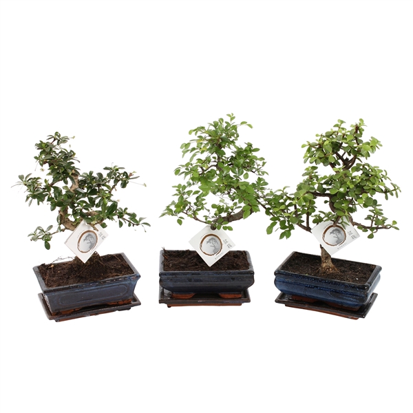<h4>Bonsai Mixed in ø20cm Ceramic S-Shape with Saucer</h4>