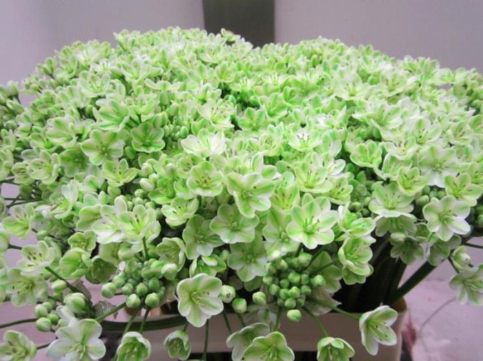 <h4>Allium Neopolitanum G Groen</h4>