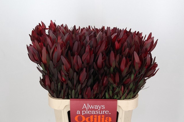 <h4>Leucadendron saf sunset spray</h4>