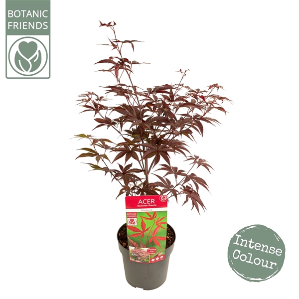<h4>Acer palm. 'Bloodgood' extra kwaliteit</h4>