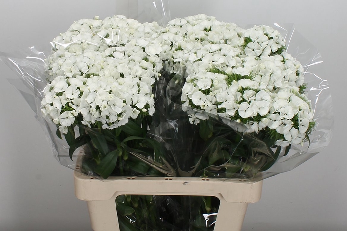 <h4>Dianthus Br Kiwi Bunny Xxl</h4>
