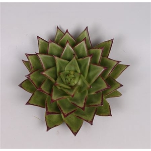 Echeveria lipstick cutflower