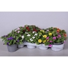 Calibrachoa mixkar op kleur