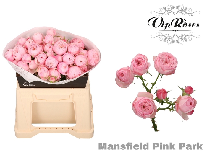 Тр пинк. Mansfield Park (Мэнсфилд парк), VIP Roses.