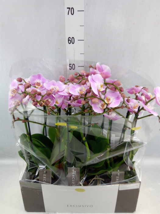 <h4>Phalaenopsis Multi. 'elegance'</h4>