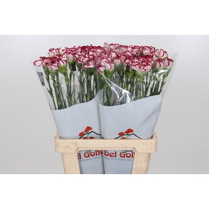 Dianthus St Bacarat  (min 1 cc 27x80 )