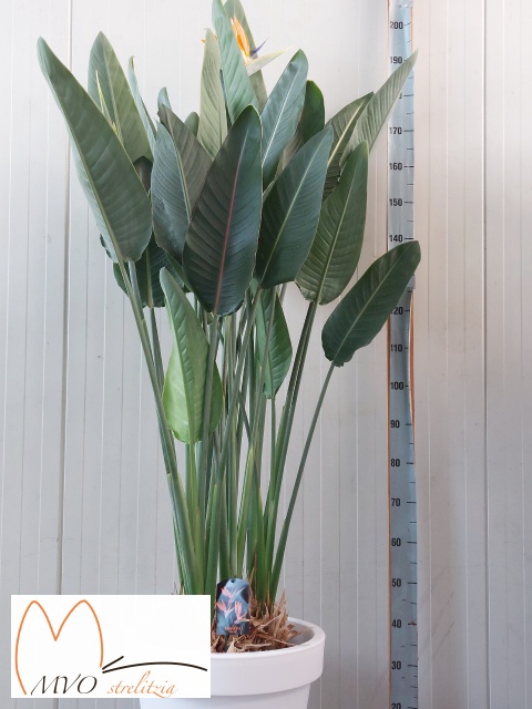 <h4>STRELITZIA REGINAE</h4>