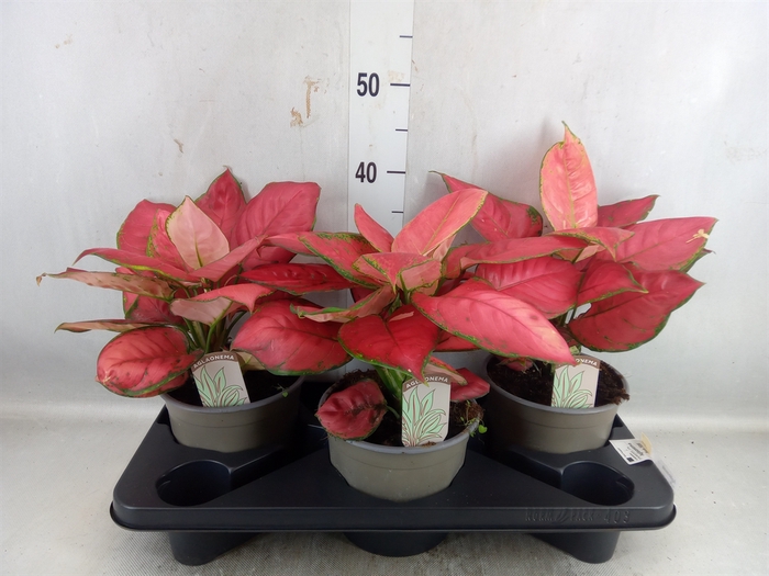 <h4>Aglaonema   ...</h4>