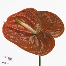 <h4>Anthurium terrasol</h4>