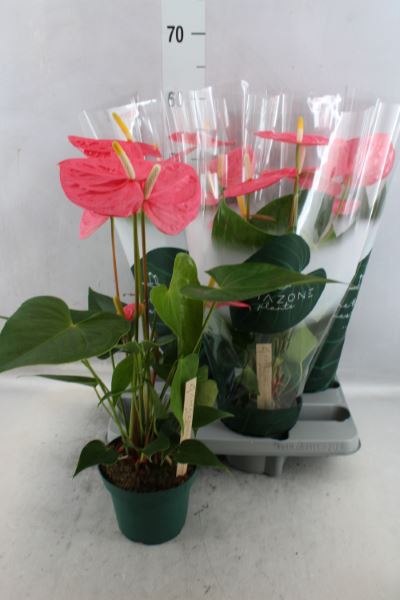<h4>Anthurium andr. 'Colorado'</h4>