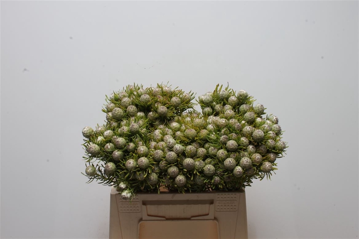 <h4>Kaaps Jade Pearl (spray)</h4>