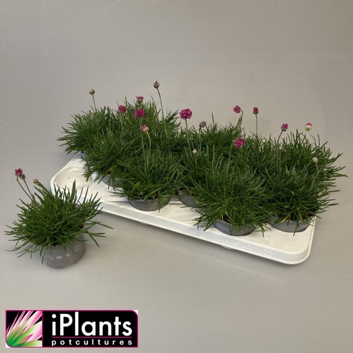 <h4>Armeria maritima Armada Rose</h4>