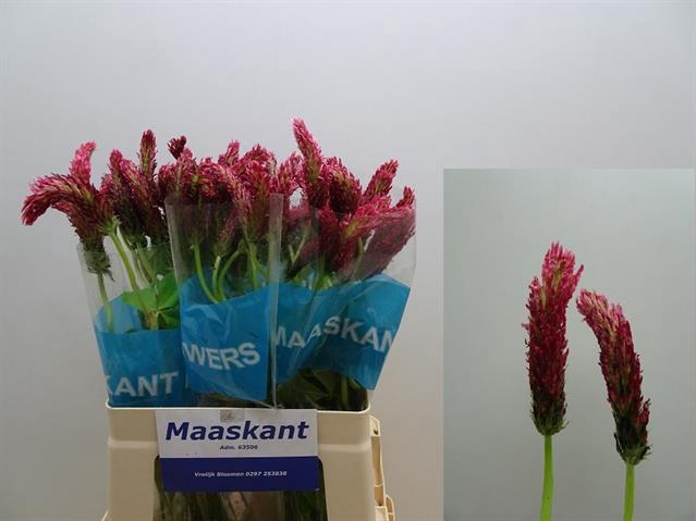 <h4>Trifolium purpureum</h4>