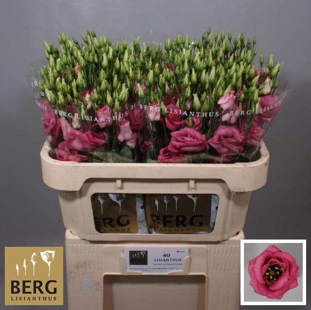 <h4>EUS G ROSI HOT PINK</h4>