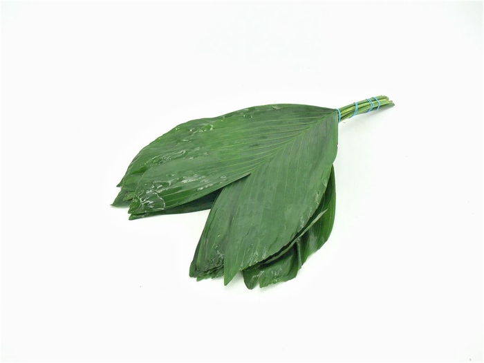 <h4>Cocos Mini 35</h4>