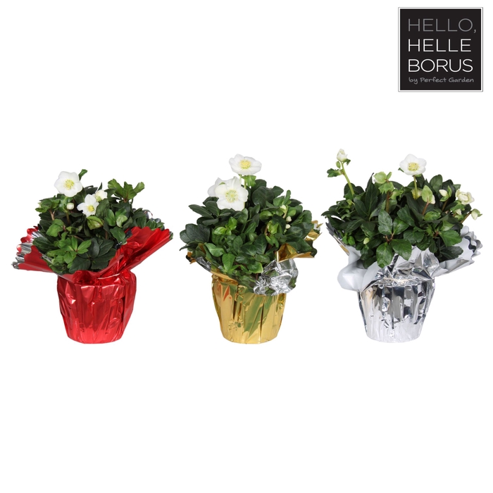 <h4>Helleborus Christmas Carol</h4>