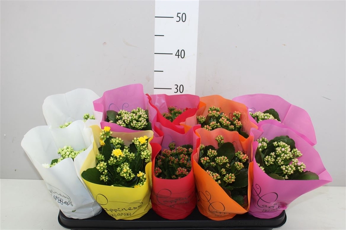 <h4>Kalanchoe Calandiva Mix</h4>