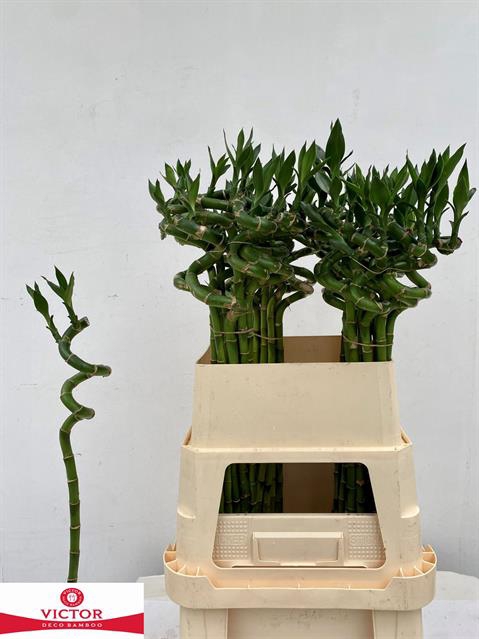 <h4>Bamboo lucky spiral + toef</h4>