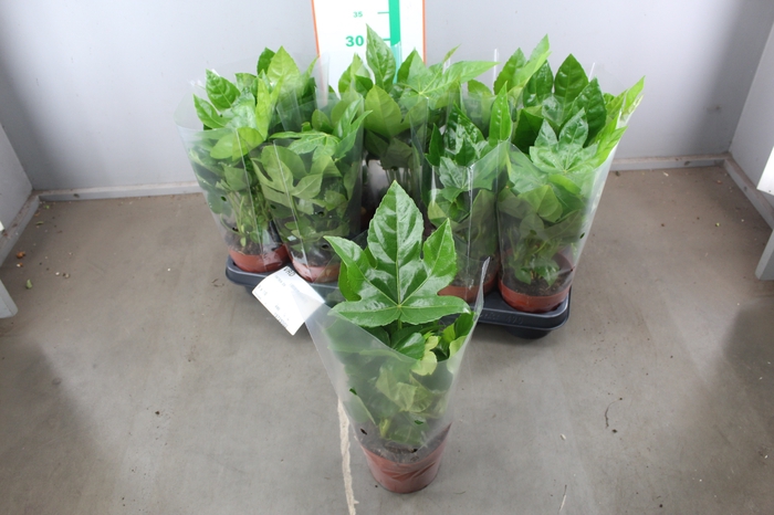 <h4>FATSIA OV</h4>