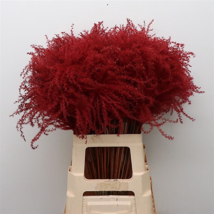 <h4>Dried Stipa Feather Bordeaux</h4>
