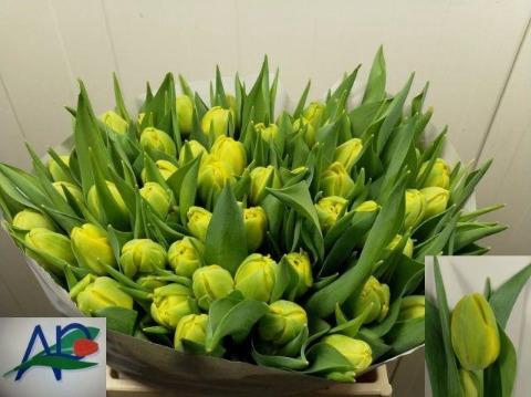 <h4>Tulipa do double trouble</h4>