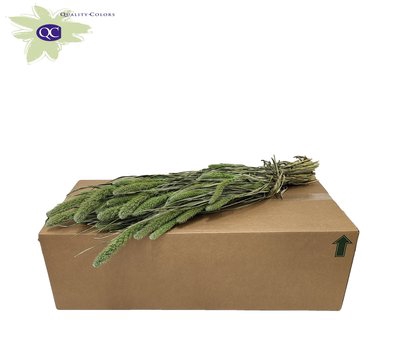 <h4>Setaria per bunch frosted mint green</h4>