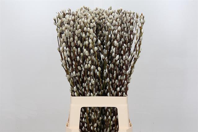 <h4>Salix snow flake</h4>