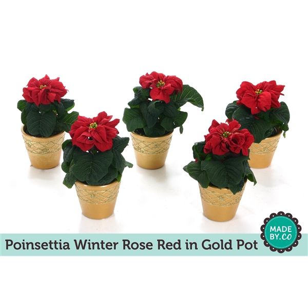 <h4>Euph. Poinsettia Winter Rose Red in gold pot</h4>