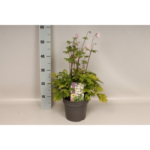 vaste planten 19 cm  Anemone Elfin Swan