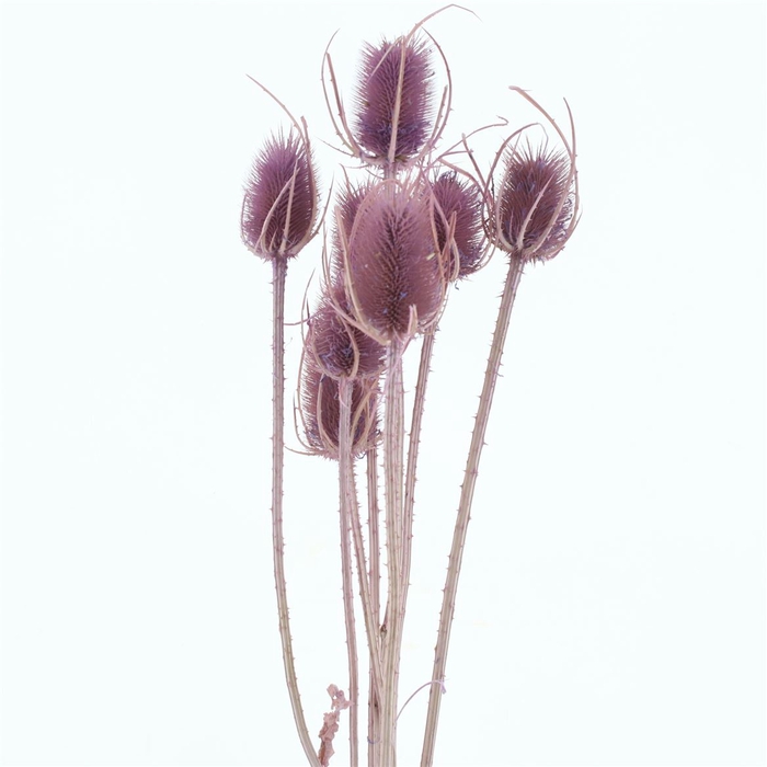 <h4>Dried Echinops Bleached Lavender</h4>