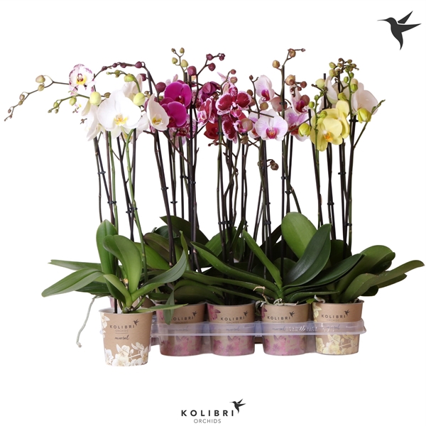 <h4>Kolibri Orchids Phalaenopsis mix 2spike 14+ 60cm</h4>