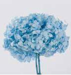 Hydrangea / Hortensia Azul Pastel HRT/0630