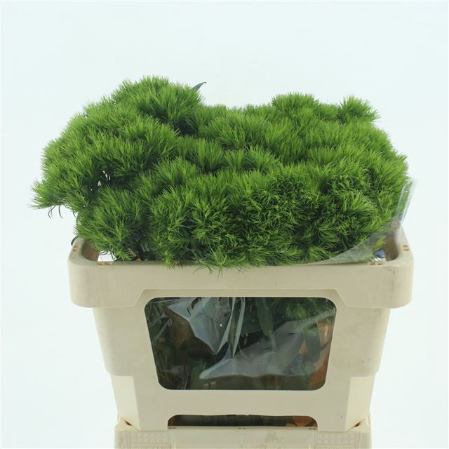 <h4>DI BARB GREEN TRICK</h4>