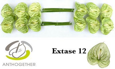 <h4>Anthurium extase</h4>