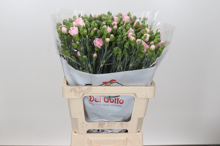 <h4>Dianthus Sp Yongo Rosa</h4>