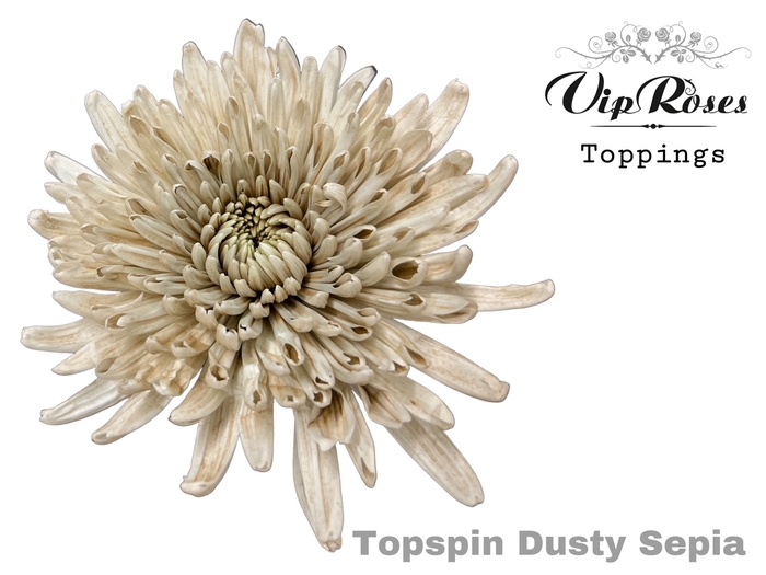 <h4>CHR G TOPSPIN DUSTY SEPIA</h4>