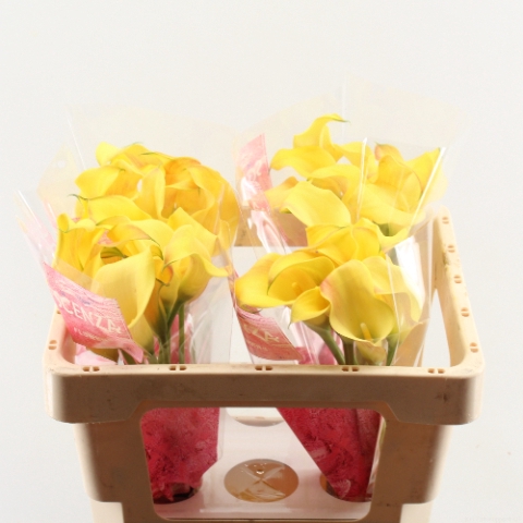 <h4>Zantedeschia morning sun</h4>