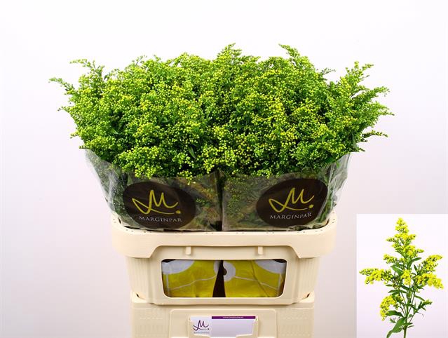 <h4>Solidago carzan glory</h4>