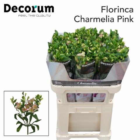 <h4>Alstroemeria fl charmelia pink</h4>