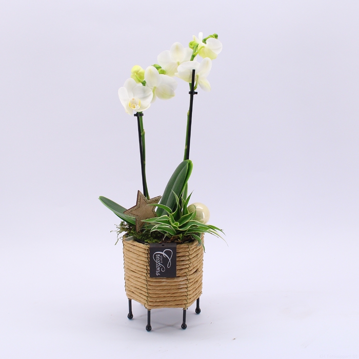 <h4>PHALXM-2301A Phalaenopsis Xmas</h4>