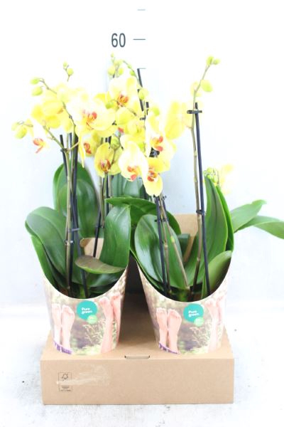 <h4>Phalaenopsis   ...yellow</h4>