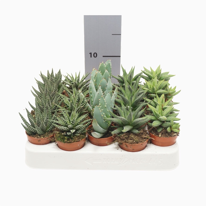 <h4>Aloe ...mix</h4>