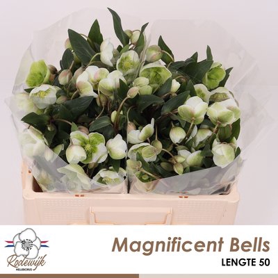 <h4>Helleborus magnificent bells</h4>