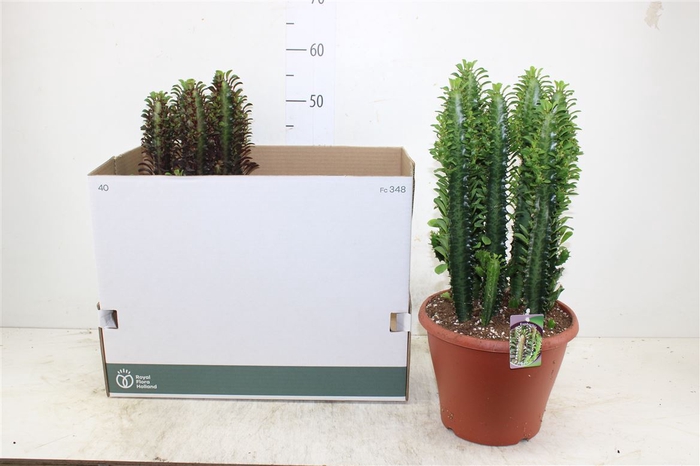 <h4>Euphorbia Trigona Rubra Xl</h4>