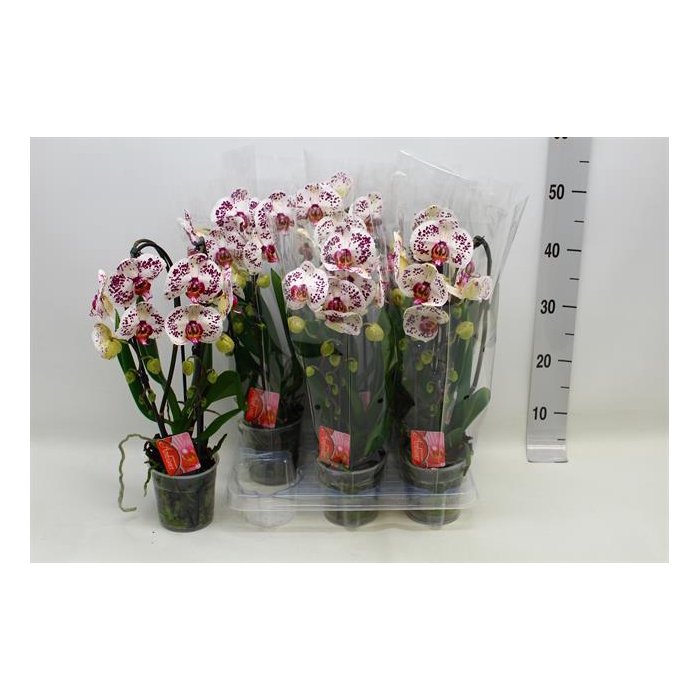 <h4>Phalaenopsis Elegans Cascade 12Ø 45cm 2st 16fl</h4>