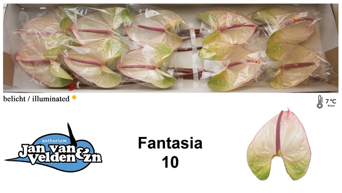 <h4>Fantasia 10</h4>