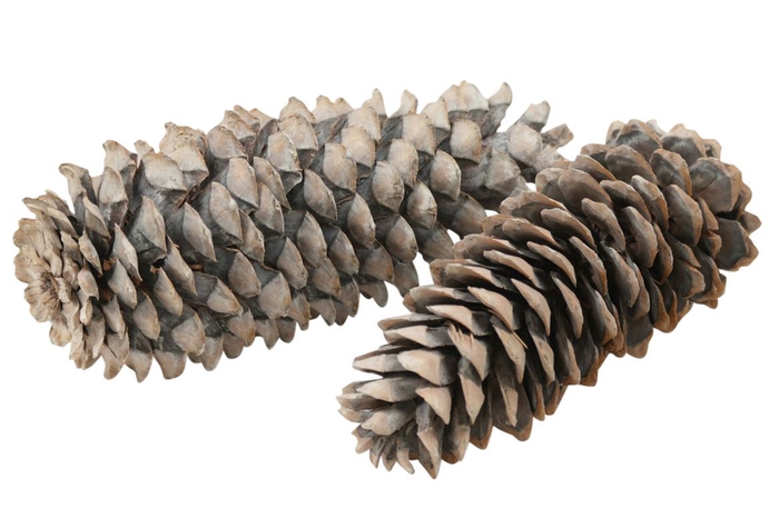 <h4>Pinecone Sugar Pine 25-45cm Frosted White</h4>