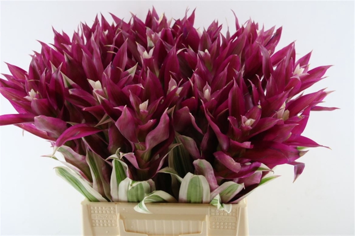 <h4>Bromelia Coral</h4>