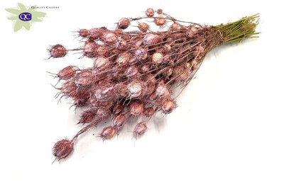 <h4>Nigella per bunch frosted pink</h4>