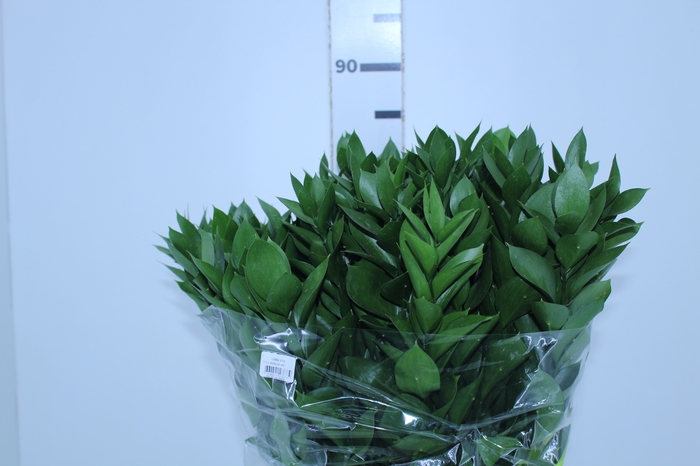 <h4>FOLH RUSCUS 080 CM</h4>